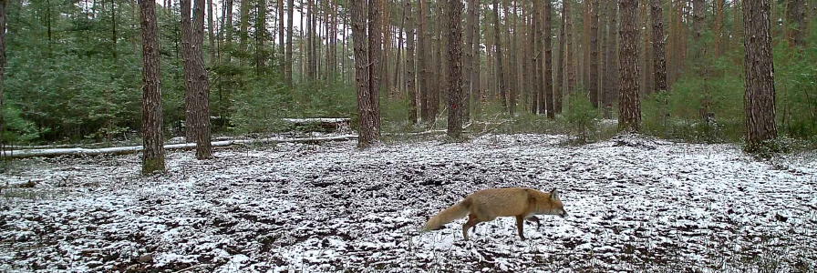 Fuchs